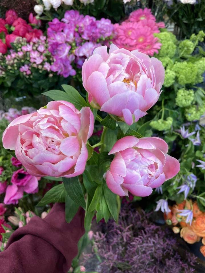 Variété de fleurs naturels Clamart