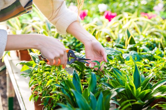 Plantes vertes Clamart