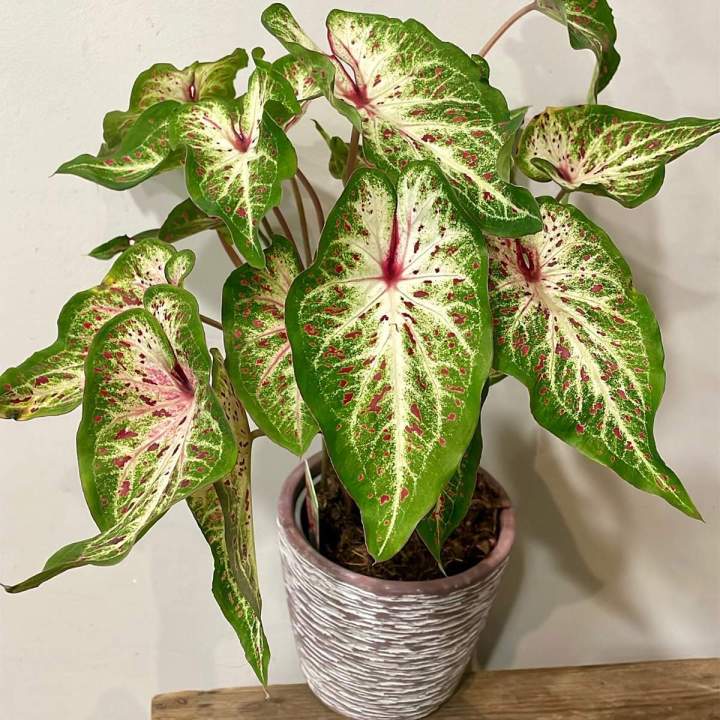 Grande variété de plantes vertes et fleuries à petits prix